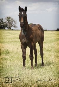 Salty Blue Rain's 2015 Colt